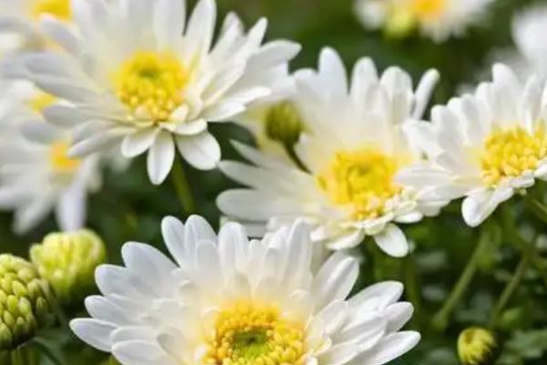菊花的品种，常见的有千头菊、百日菊等