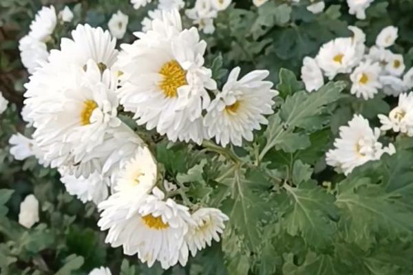 菊花的品种，常见的有千头菊、百日菊等