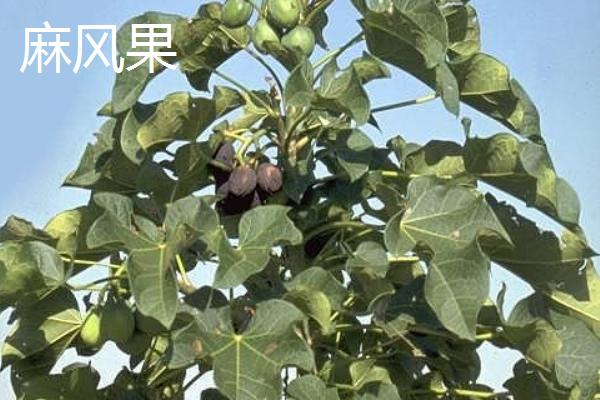 哪些有毒的果子很常见，麻风果、相思子、蛇莓等种类均有毒性