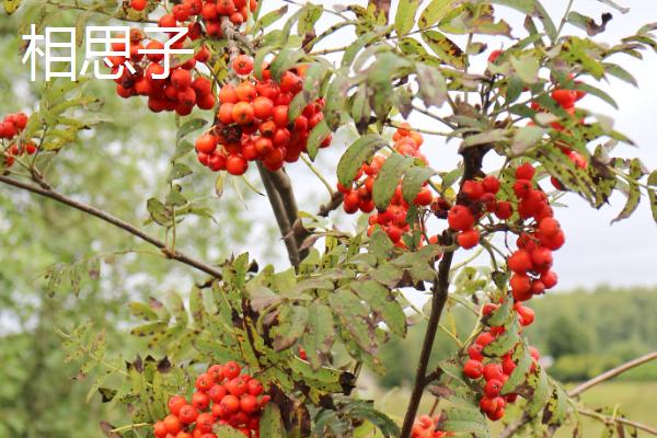 哪些有毒的果子很常见，麻风果、相思子、蛇莓等种类均有毒性