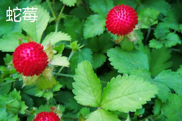 哪些有毒的果子很常见，麻风果、相思子、蛇莓等种类均有毒性