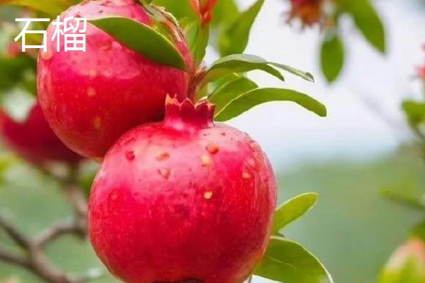 哪些有毒的果子很常见，麻风果、相思子、蛇莓等种类均有毒性