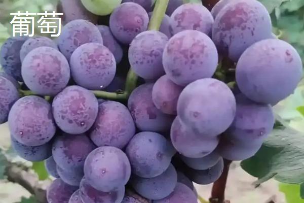 哪些有毒的果子很常见，麻风果、相思子、蛇莓等种类均有毒性