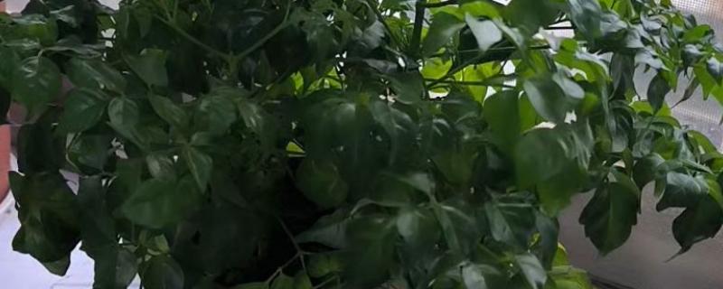冬天幸福树掉叶子一碰就掉的原因，可能是浇水过多所致