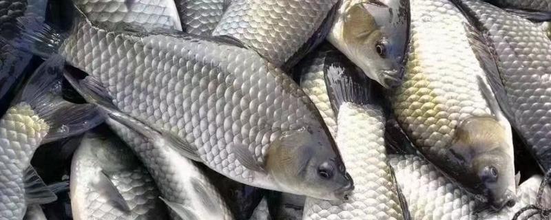 鲫鱼是草鱼吗，鲫鱼不是草鱼