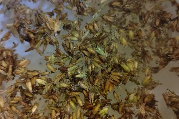 怎么用农药处理作物种子，根据防治对象使用不同的药物拌种或浸种