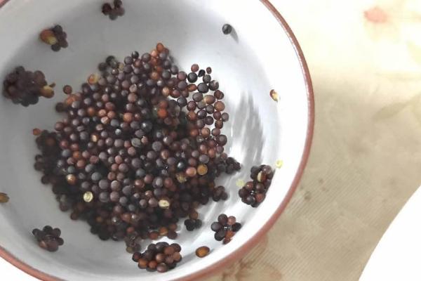 怎么用农药处理作物种子，根据防治对象使用不同的药物拌种或浸种