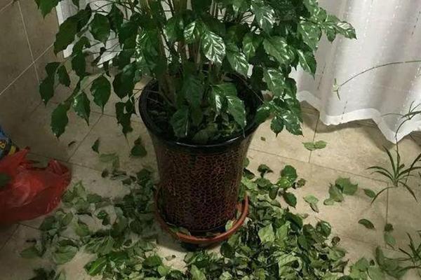 冬天幸福树掉叶子一碰就掉的原因，可能是浇水过多所致