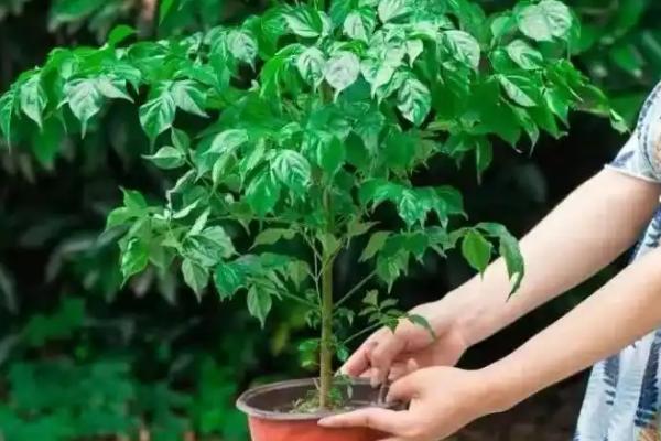 冬天幸福树掉叶子一碰就掉的原因，可能是浇水过多所致