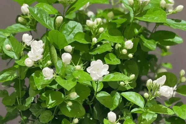 为什么干茉莉花没有香味，是由于水分被完全蒸发了