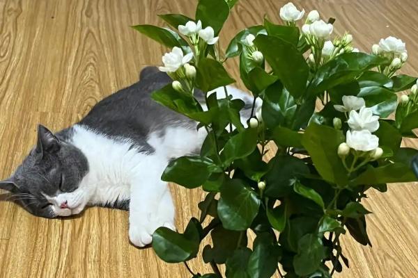 为什么干茉莉花没有香味，是由于水分被完全蒸发了