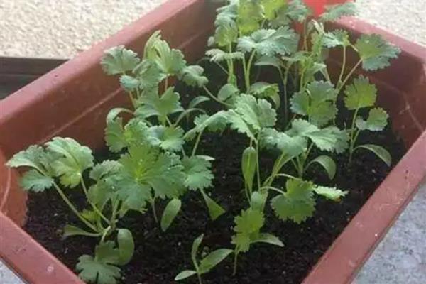 盆栽香菜太细立不起来如何处理，需要给予其充足的光照