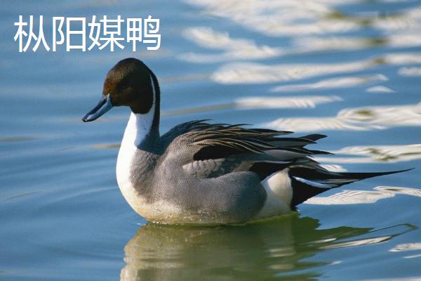安徽枞阳县的特产，枞阳大闸蟹誉满海内外
