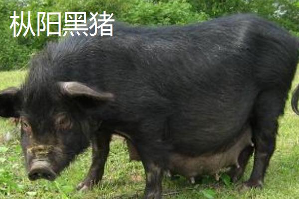 安徽枞阳县的特产，枞阳大闸蟹誉满海内外