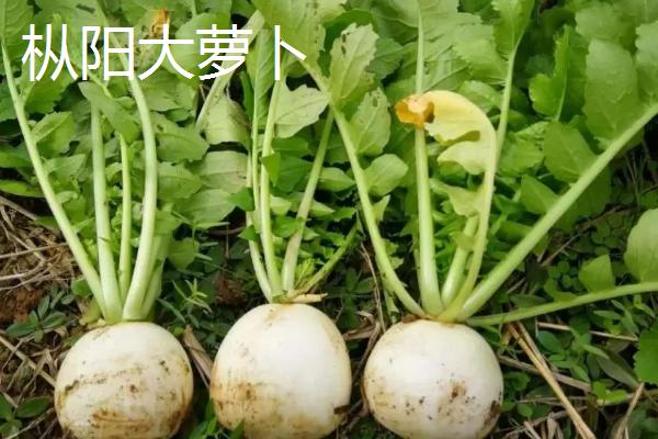 安徽枞阳县的特产，枞阳大闸蟹誉满海内外