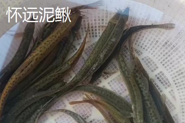 安徽枞阳县的特产，枞阳大闸蟹誉满海内外