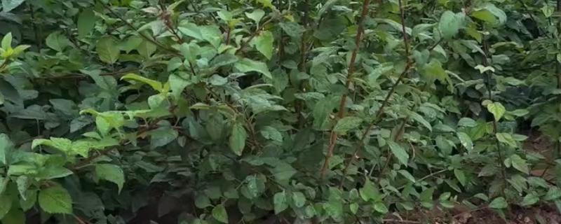苦连翘如何繁殖，分为播种繁殖和扦插繁殖