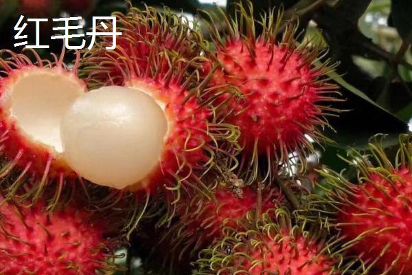 哪些水果有很多寄生虫，常见杨梅、甘蔗、樱桃等品种