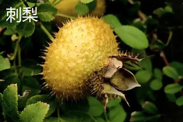 哪些水果有很多寄生虫，常见杨梅、甘蔗、樱桃等品种