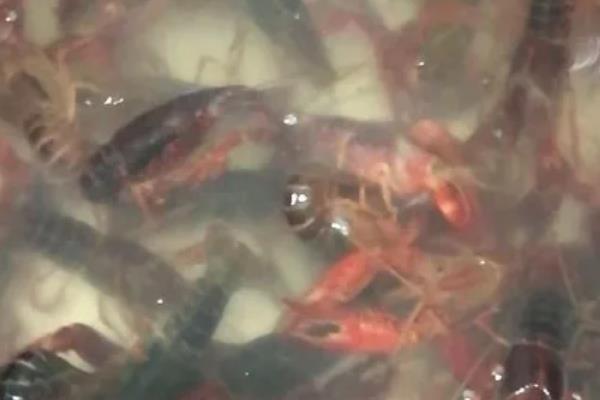 小龙虾为何会缺氧，可能是养殖密度大、水质突变等因素所致