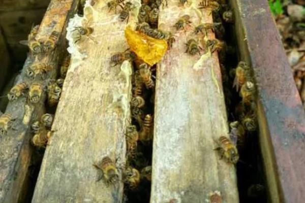 雄蜂试飞后多久可分蜂，大约需要15-23天