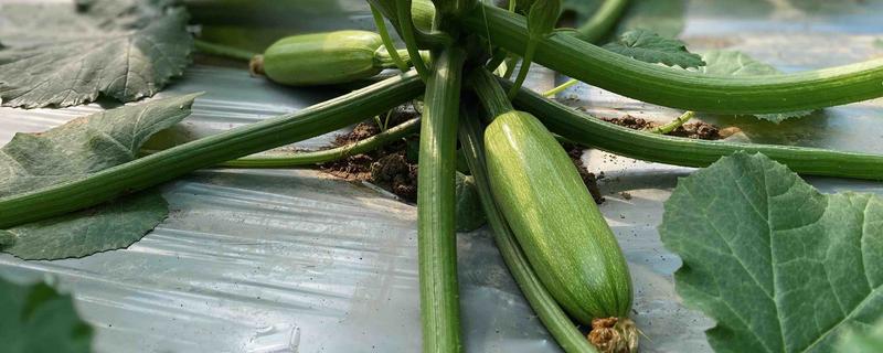 西葫芦种植的注意事项，要忌高温干旱