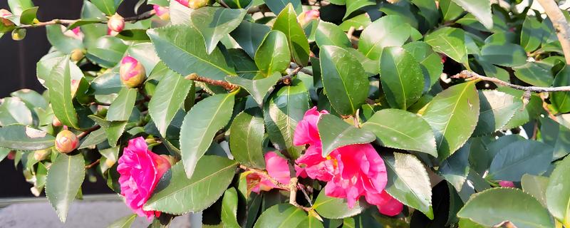 昆明的市花，是茶花