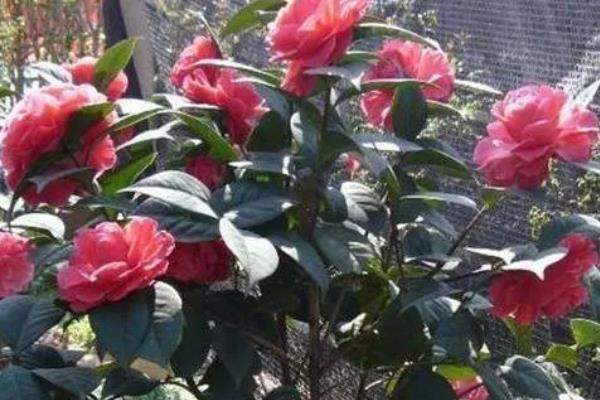 昆明的市花，是茶花
