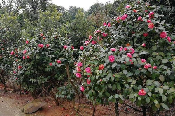 昆明的市花，是茶花