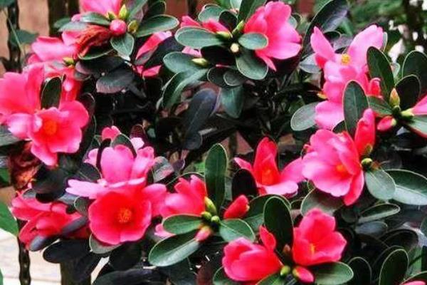 昆明的市花，是茶花