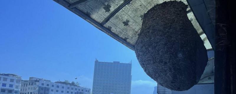 窗外有马蜂窝是否吉利，迷信说法认为它代表福运的征兆