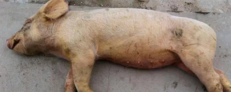 吃了病死猪的危害，会引起中毒出现各种不良反应