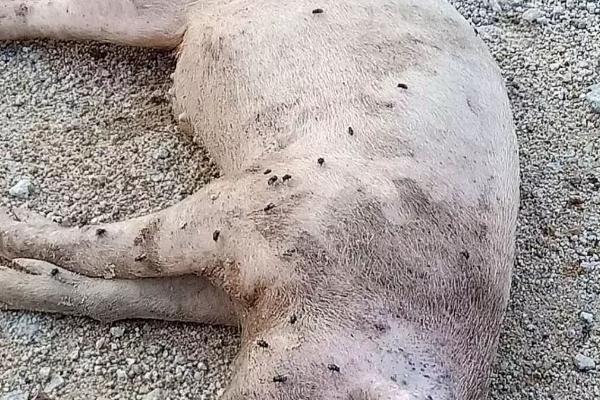 吃了病死猪的危害,会引起中毒出现各种不良反应