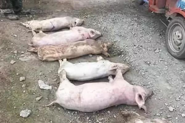 吃了病死猪的危害,会引起中毒出现各种不良反应