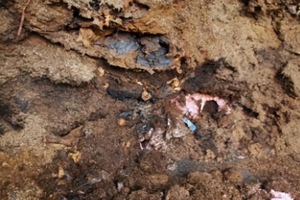 吃了病死猪的危害,会引起中毒出现各种不良反应