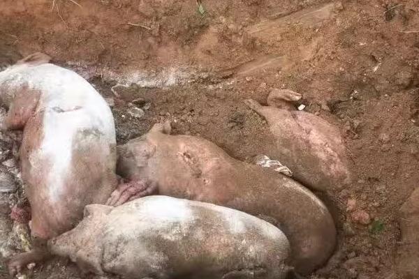 吃了病死猪的危害,会引起中毒出现各种不良反应