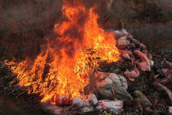 吃了病死猪的危害,会引起中毒出现各种不良反应