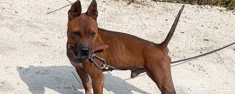 怎么训练川东猎犬，建议从幼犬是就开始