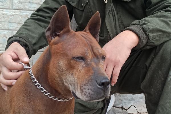 怎么训练川东猎犬，建议从幼犬是就开始