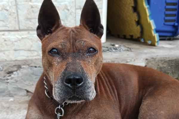 怎么训练川东猎犬，建议从幼犬是就开始