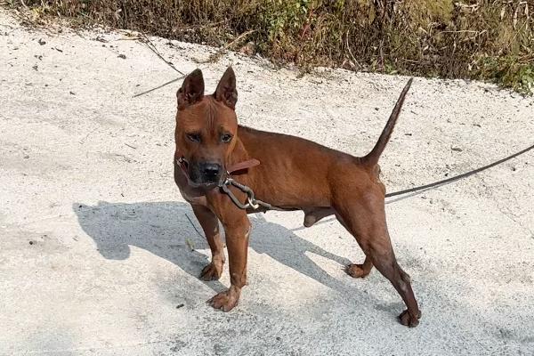 怎么训练川东猎犬，建议从幼犬是就开始