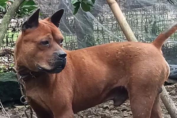 怎么训练川东猎犬，建议从幼犬是就开始