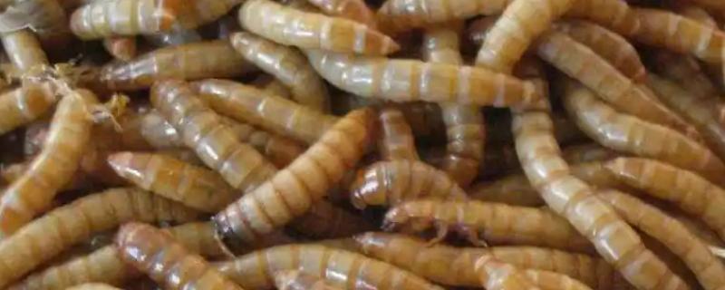 养殖黄粉虫的方法，平时投喂麸皮、米糠等食物