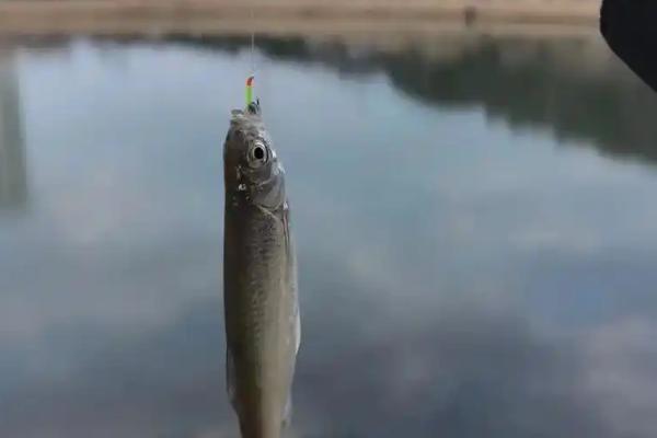 鲳鱼的食物，银鲳主食水母和小型鱼类