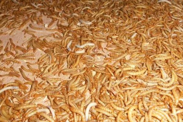 养殖黄粉虫的方法，平时投喂麸皮、米糠等食物