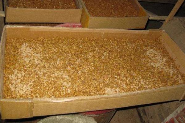 养殖黄粉虫的方法，平时投喂麸皮、米糠等食物