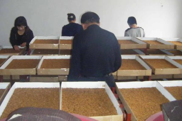 养殖黄粉虫的方法，平时投喂麸皮、米糠等食物