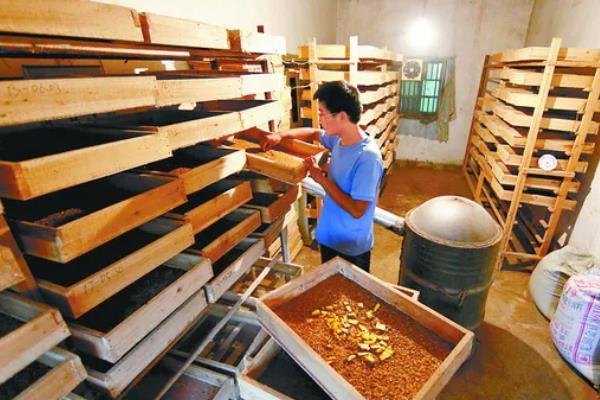养殖黄粉虫的方法，平时投喂麸皮、米糠等食物