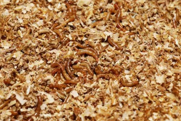 养殖黄粉虫的方法，平时投喂麸皮、米糠等食物