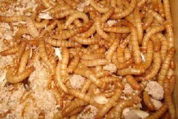 养殖黄粉虫的方法，平时投喂麸皮、米糠等食物